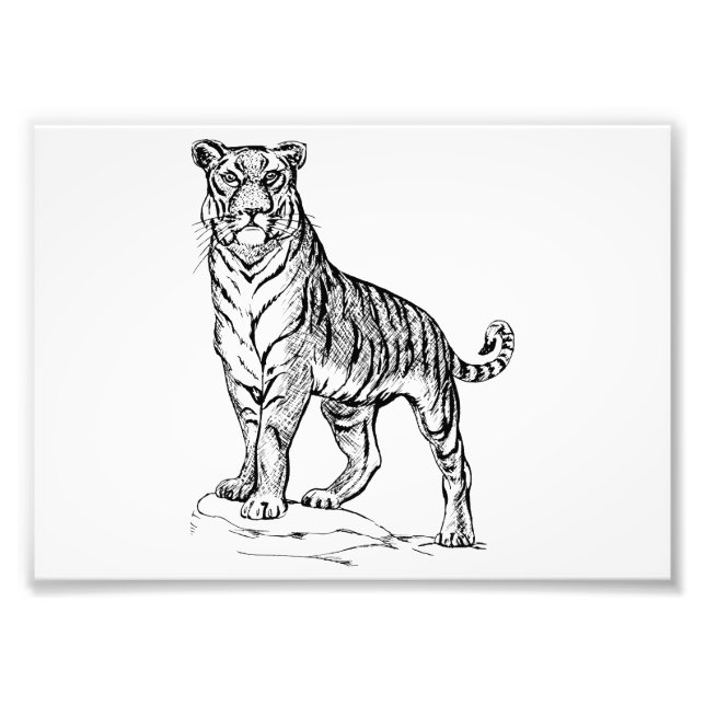 Tiger Photo Print (Front)
