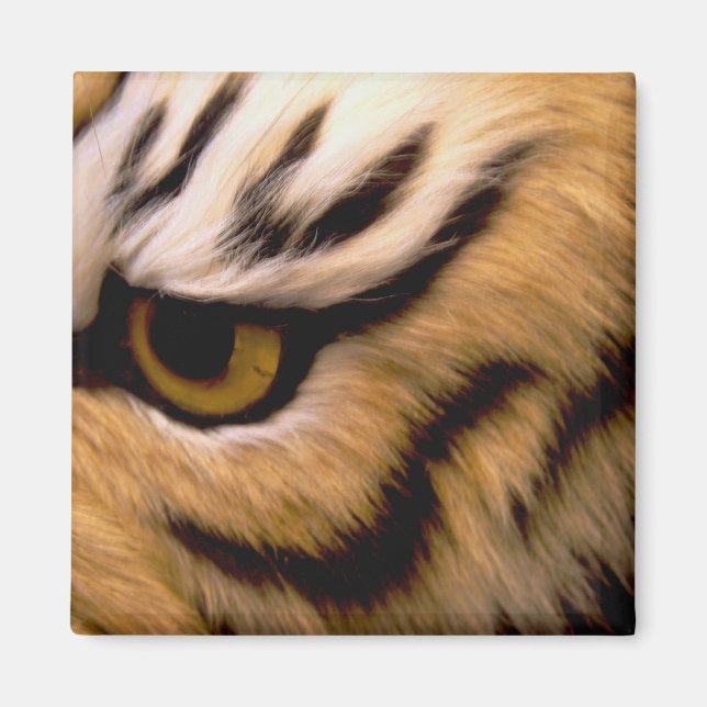 Tiger Photo Square Magnet (Front)