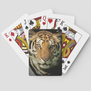 tiger playing cards
