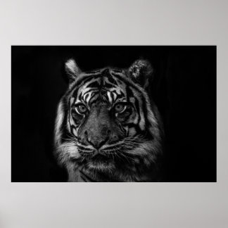 TIGER PORTRAIT IN BW POSTER