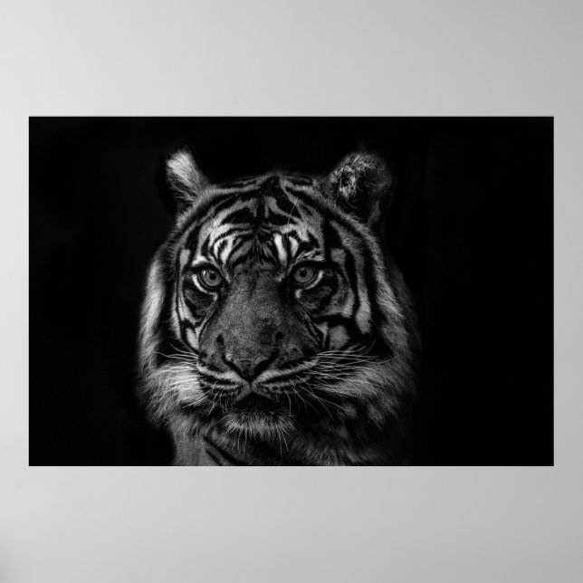 TIGER PORTRAIT IN BW POSTER (Front)
