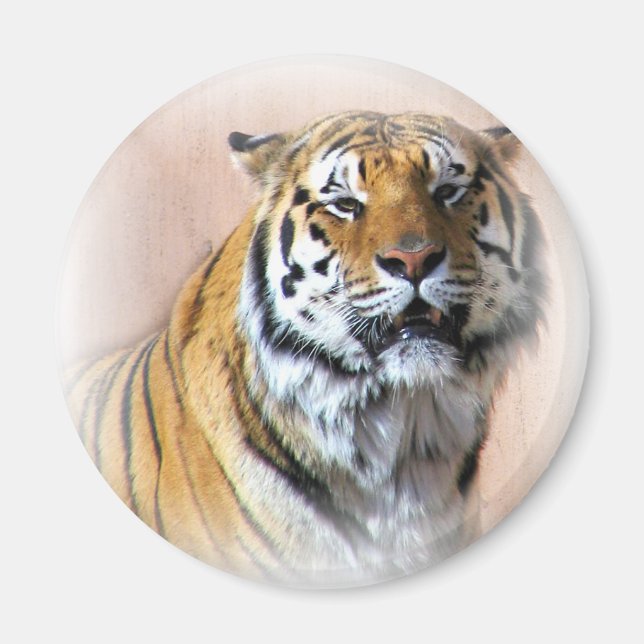 Tiger portrait magnet (Front)