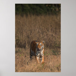 TIGER PORTRAIT POSTER