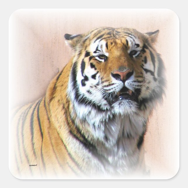 Tiger portrait square sticker (Front)