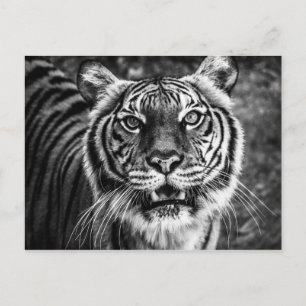 Tiger Postcard