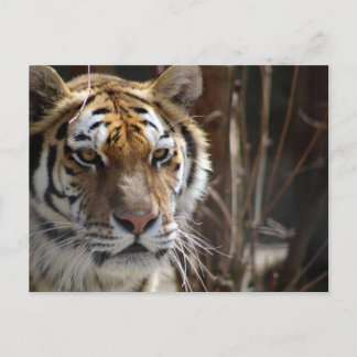 Tiger Postcard