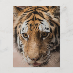 Tiger Postcard