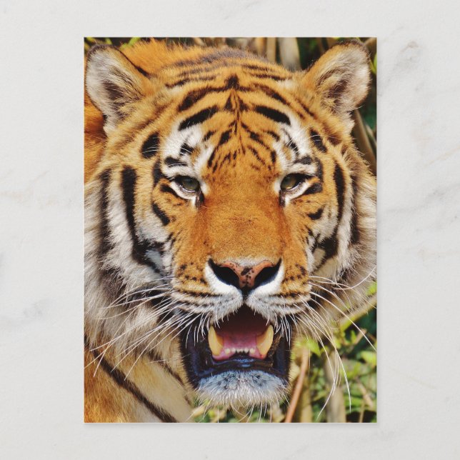 Tiger Postcard (Front)