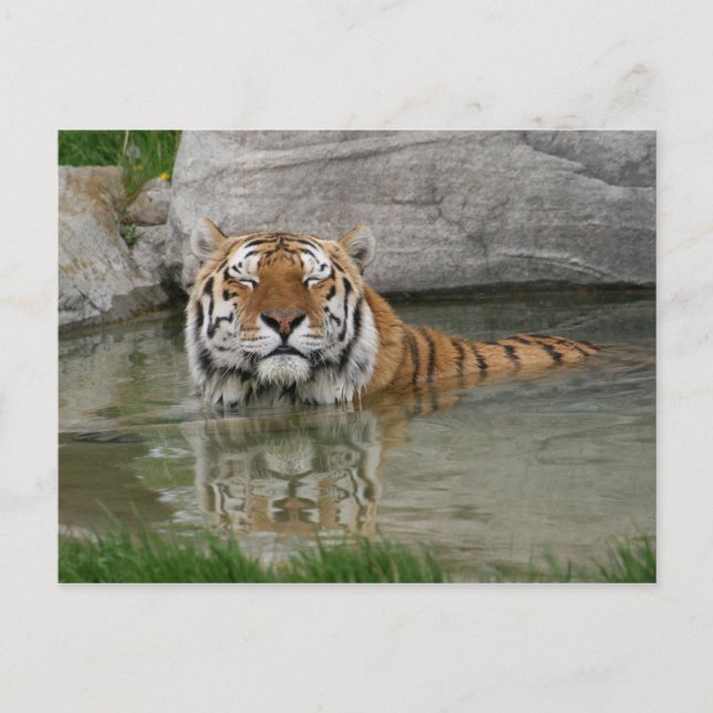 Tiger postcard (Front)