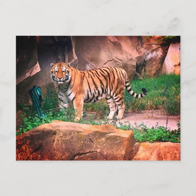 Tiger Postcard (Front)