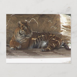 Tiger Postcard