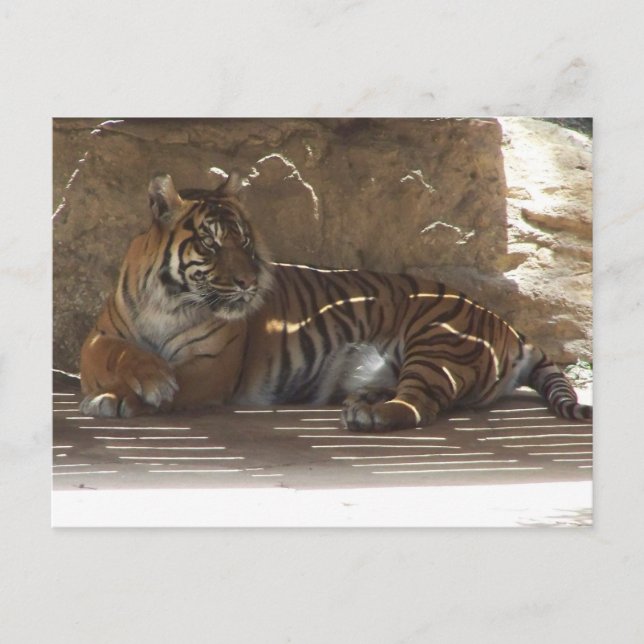 Tiger Postcard (Front)