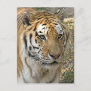 Tiger Postcard