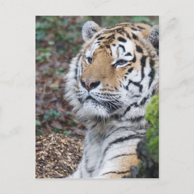Tiger Postcard (Front)