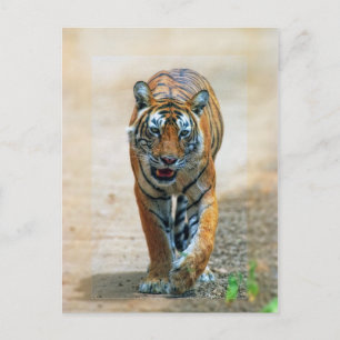 tiger postcard