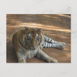 Tiger Postcard