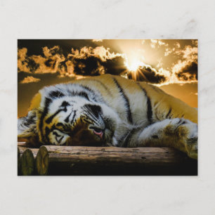 Tiger Postcard
