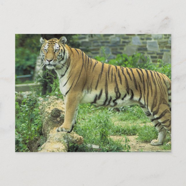 Tiger Postcard (Front)
