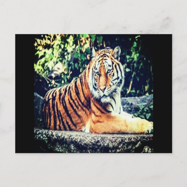 Tiger Postcard (Front)