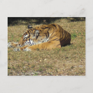 Tiger Postcard