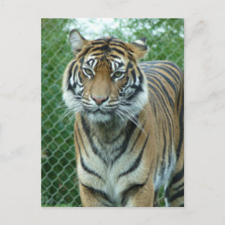 Tiger Postcard