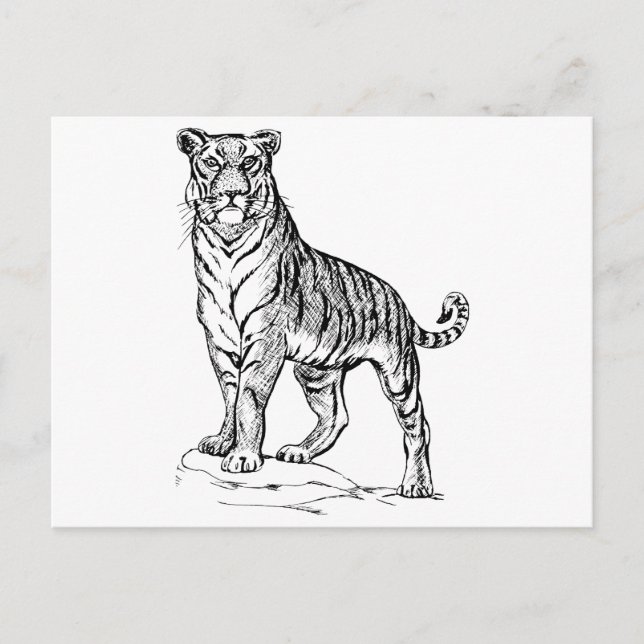 Tiger Postcard (Front)
