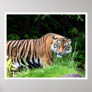 Tiger Poster