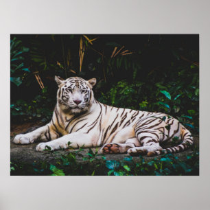 Tiger Poster