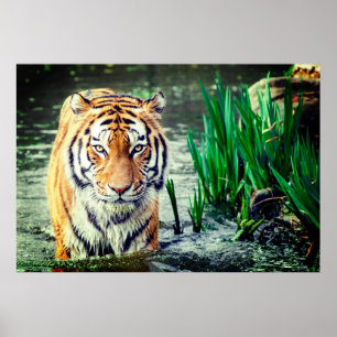 Tiger Poster