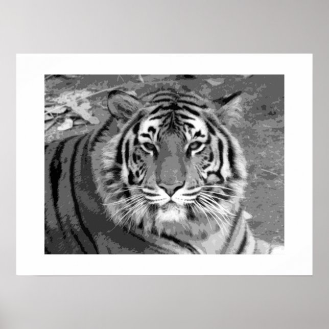 Tiger Poster with White Border (Front)