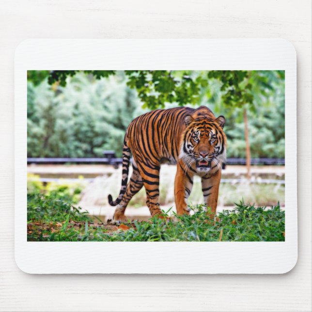 tiger print cat custom personalise Anniversaries Mouse Pad (Front)