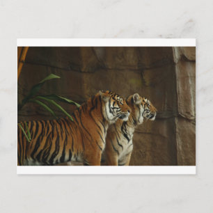 tiger print cat custom personalise Anniversaries Postcard