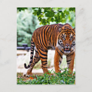 tiger print cat custom personalise Anniversaries Postcard