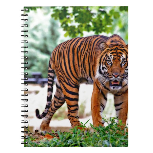 tiger print cat custom personalise Anniversaries Spiral Notebook (Front)
