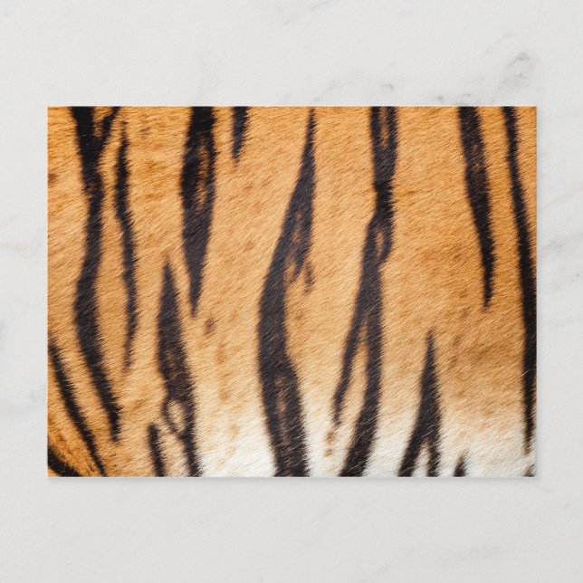Tiger Print Postcard (Front)