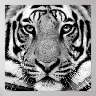 Tiger Profile Poster