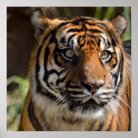 Tiger Profile