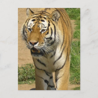 Tiger Prowl Postcards