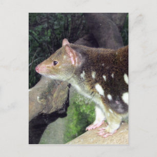 tiger quoll spotted postcard