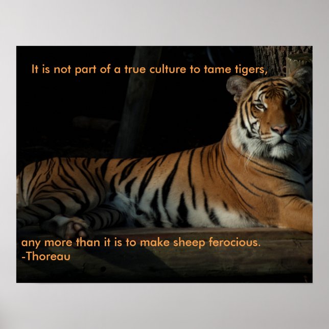 Tiger quote poster (Front)