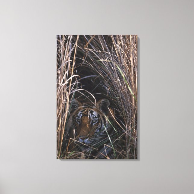 Tiger Reclines in Tall Grass Canvas Print (Front)