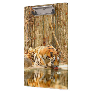 Tiger Reflection Clipboard