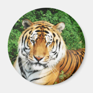 Tiger Relaxing Magnet