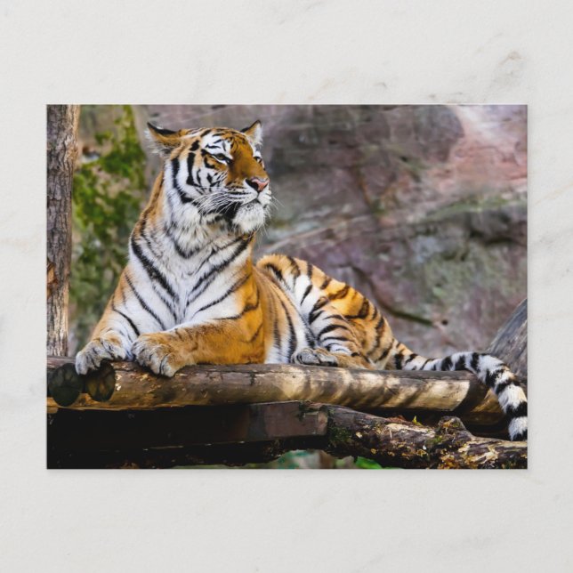Tiger Relaxing Postcard (Front)