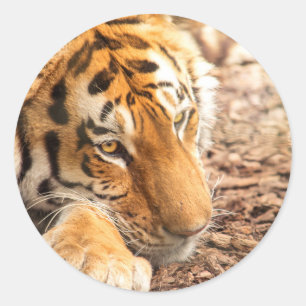Tiger resting classic round sticker