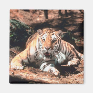Tiger resting magnet
