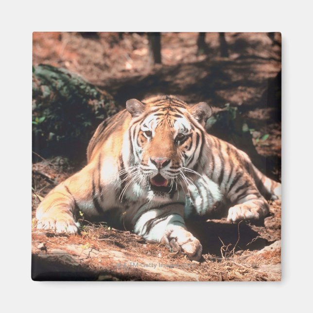 Tiger resting magnet (Front)