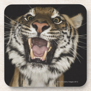 Tiger roaring 2 coaster