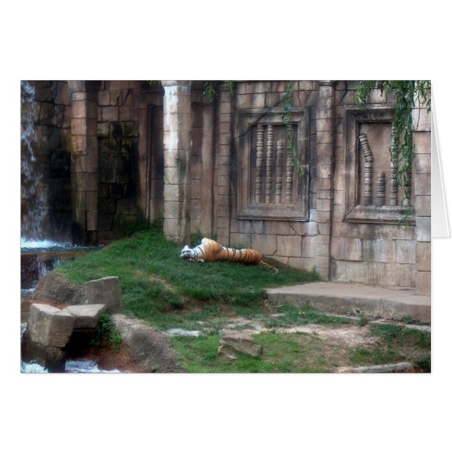 Tiger Roll (Front Horizontal)