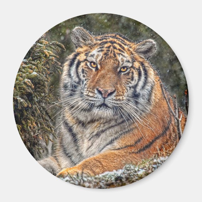 Tiger Royal 3" Magnet (Front)